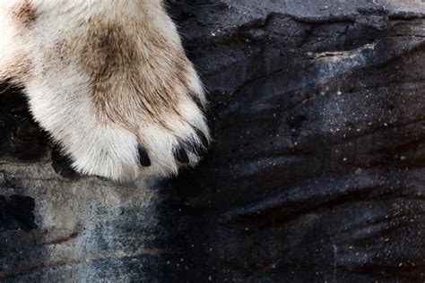 Polar Paws Parimatch